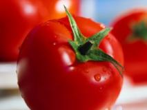 Испытание ранних сортов томатов, отзывы дачников