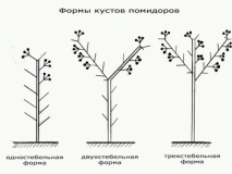 Пасынкование томатов