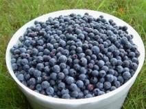 Посадка и уход за черникой, черенкование