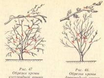 Правила обрезки вишни и сливы