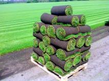 Рулонный газон, что нужно знать об укладке