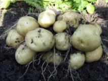 Уборка картофеля