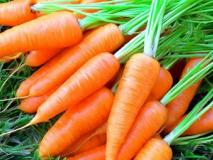 Уборка моркови и способы хранения урожая