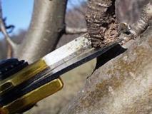 Весенняя обрезка деревьев начинается в середине марта