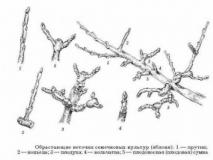 Влияние роста побегов и определение длины веток для плодоношения