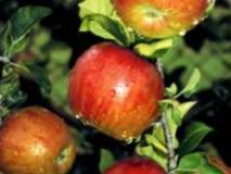 Влияние средств прореживания на морозостойкость