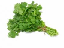Выращивание кориандра (кинзы)