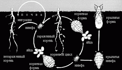Борьба с вредителями винограда картинки