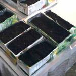 Фольгированные емкости для рассады своими руками