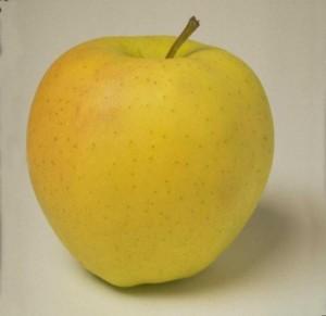 Характеристика сорта деревьев яблони «Голден Делишес» (Golden Delicious) по восприимчивости к регуляторам роста