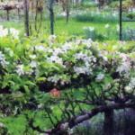 Как сделать кордон из саженцев яблонь, груш и смородины