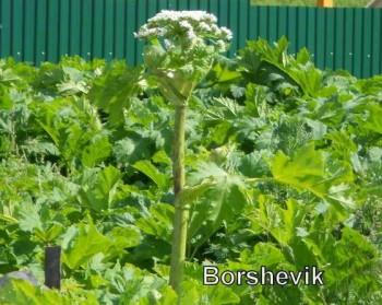 Опасный сорняк борщевик Сосновского, как с ним бороться