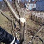 Основные ошибки при обрезке деревьев
