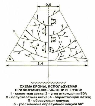 Особенности обрезки и формирования яблони и груши