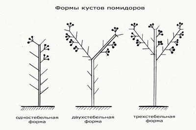 Пасынкование томатов