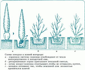 Посадка живой изгороди