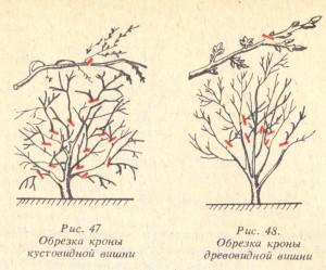 Правила обрезки вишни и сливы