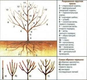 Техника обрезки черешни