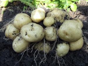 Уборка картофеля