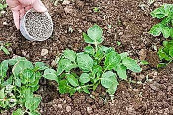 В какой период  и чем после посадки удобрять картофель