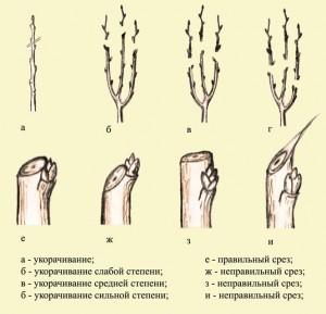 Вид обрезки деревьев — укорачивание