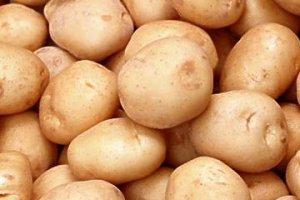 Выращиваем ранний картофель