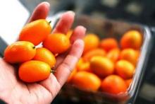 Кумкват в домашних условиях, без чего не будет урожая