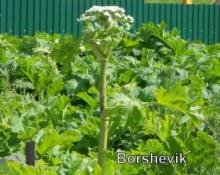 Опасный сорняк борщевик Сосновского, как с ним бороться