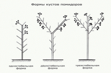 Пасынкование томатов