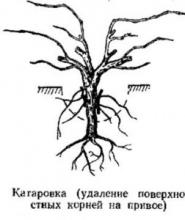 Пересадка винограда