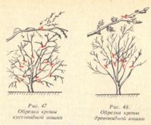 Правила обрезки вишни и сливы