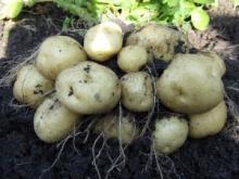 Уборка картофеля