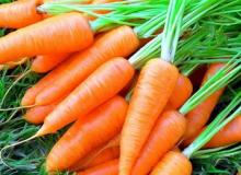Уборка моркови и способы хранения урожая